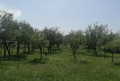 Casă cu 2 camere cu Teren 1700 Mp în Husasău de Tinca - 9