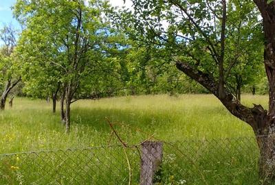 Teren de 7000 mp, în Tănăsești - 5