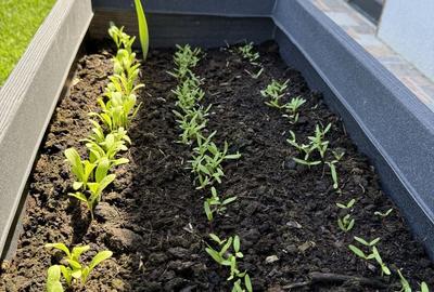 Casă cu 2 camere cu Teren 1540 Mp în Jucu