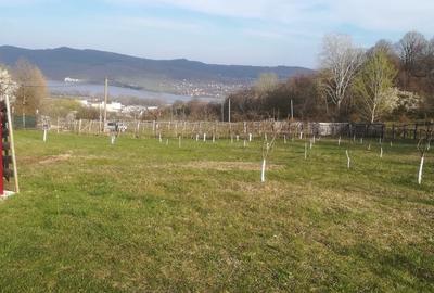 Teren de 800 mp, în Dealul Malului - 3