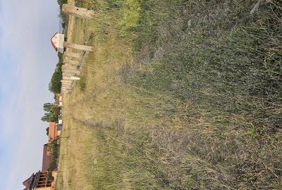 Teren de 600 mp, în Tileagd