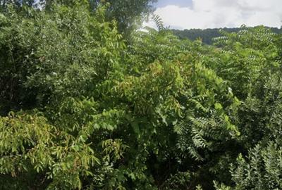 Teren de 550 mp, în Iris
