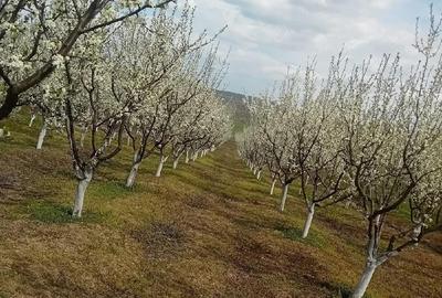 Teren de 7500 mp, în Grui - 3
