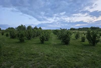 Teren de 27000 mp, în Orașu Nou - 3
