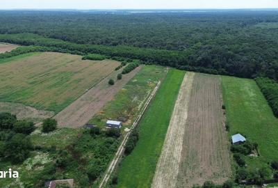 Teren de 8300 mp, în Gruiu - 2