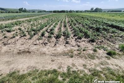 Teren agricol extravilan de 10000 mp, în Jucu de Mijloc - 11