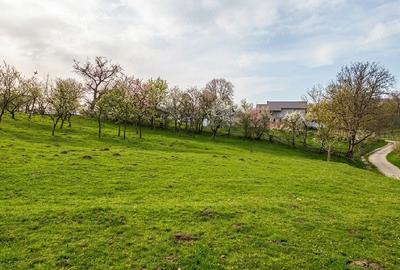 Teren de 4275 mp, în Ilva Mică - 7