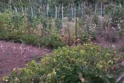 Casă cu Teren 1000 Mp în Dâmbu Pietros - 1