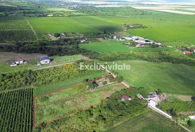 Teren de 5555 mp, în Schiau (Urlați)
