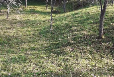 Teren de 5900 mp, în Vălișoara - 9