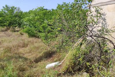 Teren de 780 mp, în Crângu - 6