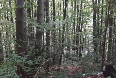 Teren de 500 mp, în Central - 7