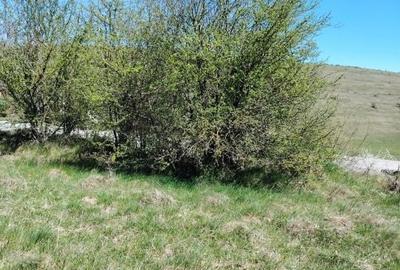 Teren de 8200 mp, în Ciurila