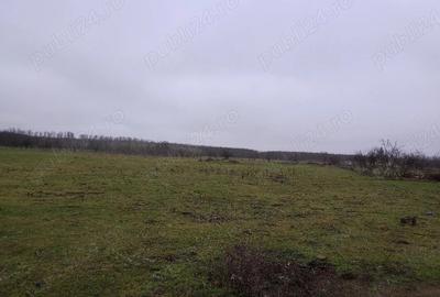 Teren de 8140 mp, în Băltenii de Jos - 3