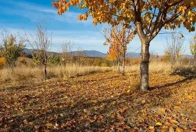 Teren în Teișani - 6