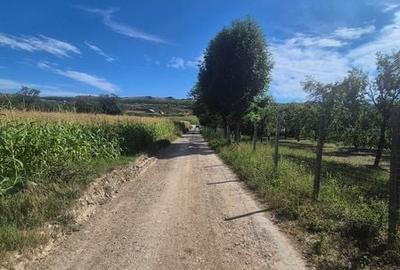 Teren de 1875 mp, în Galda de Jos