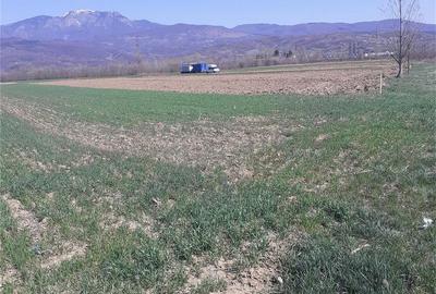 Teren de 2000 mp, în Jiblea Nouă - 3