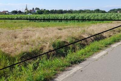Teren intravilan de 3000 mp, în Ciolpani - 4