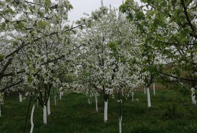 Casă cu 4 camere în Frumușeni - 5
