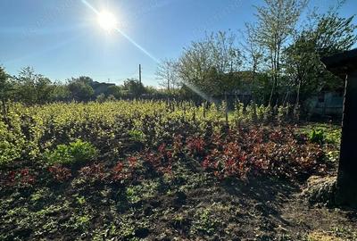 Casă cu Teren 1167 Mp în Băneasa