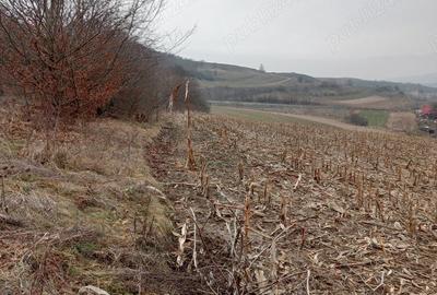 Teren de 3000 mp, în Ruși - 4