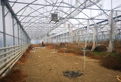 Teren agricol intravilan de 12000 mp, în Ciofrângeni - 4