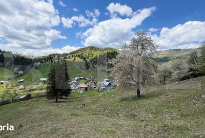 Teren de 16000 mp, în Sadova - 6