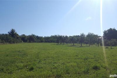 Teren de 6044 mp, în Boldești - 4